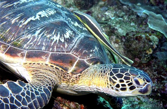 Echeneis naucrates_009